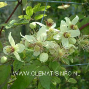 Clematis 'Grace'