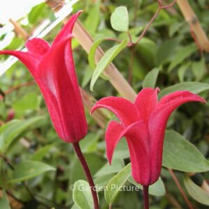 Clematis 'Gravetye Beauty'