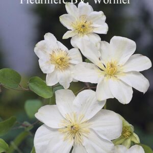 Clematis 'Guernsey Cream'