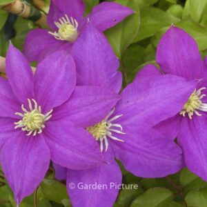 Clematis 'H.F. Young'