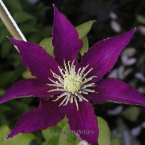 Clematis 'Hakuokan'