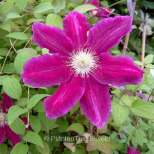 Clematis 'Hania'