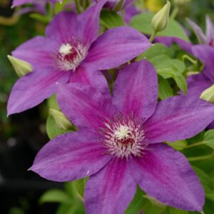 Clematis 'Have Fun'