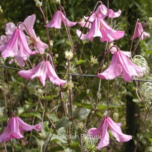 Clematis 'Hendryetta'