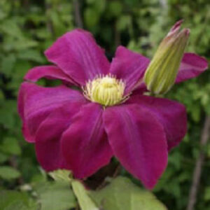Clematis 'Hoshi-no-flamenco'