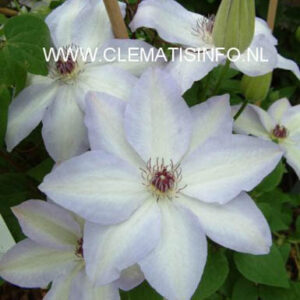 Clematis 'Ivan Olsson'