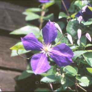 Clematis 'Jackmanii'
