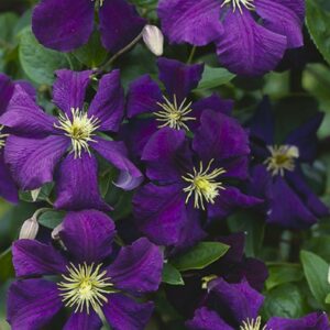 Clematis 'Jackmanii Superba'