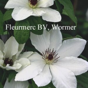 Clematis 'James Mason'