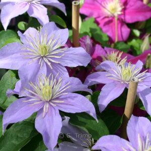 Clematis 'Justa'