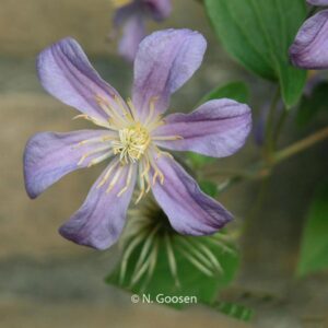 Clematis 'Juuli'