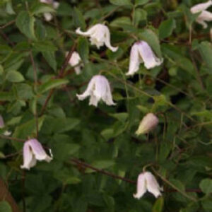 Clematis 'Kaiu'