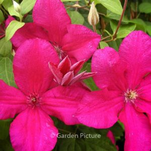 Clematis 'Kardynal Wyszynski'