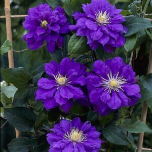 Clematis 'Kiri te kanawa'