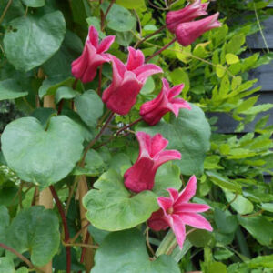 Clematis 'Koningin Maxima'