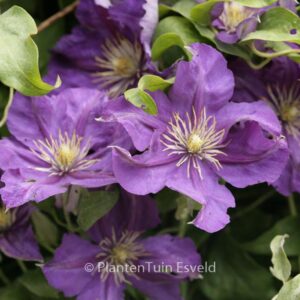 Clematis 'Lady Betty Balfour'