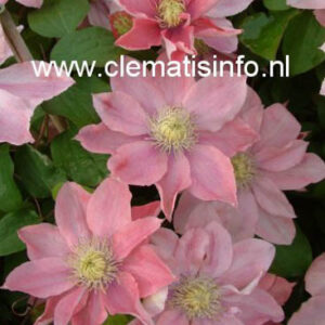 Clematis 'Little Mermaid'
