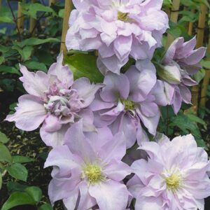 Clematis 'Louise Rowe'