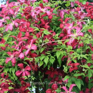 Clematis 'Madame Julia Correvon'