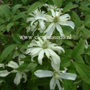 Clematis 'Margaret Jones'