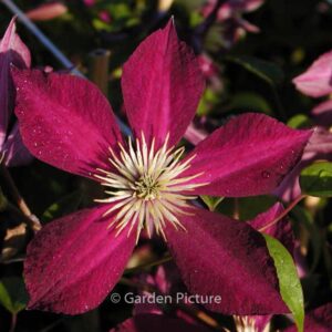 Clematis 'Mikelite'