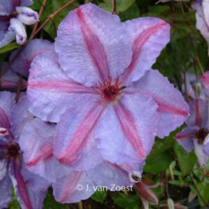 Clematis 'Minister'