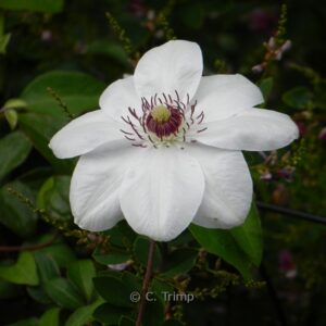 Clematis 'Miss Bateman'