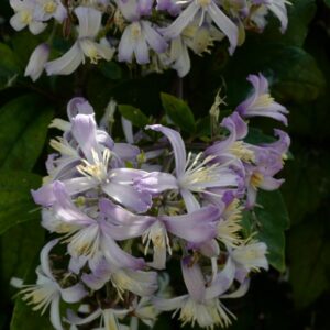 Clematis 'Mrs. Robert Brydon'