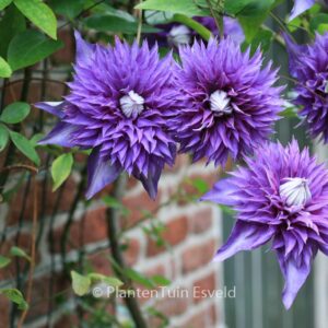 Clematis 'Multi Blue'