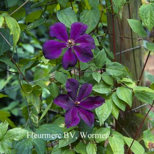 Clematis 'Negritjanka'