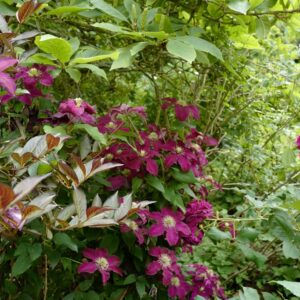 Clematis 'Niobe'