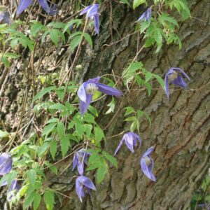 Clematis 'Pamela Jackman'