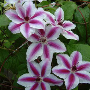 Clematis 'Pamina'