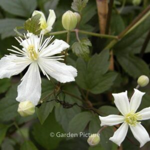 Clematis 'Paul Farges' (SUMMER SNOW)