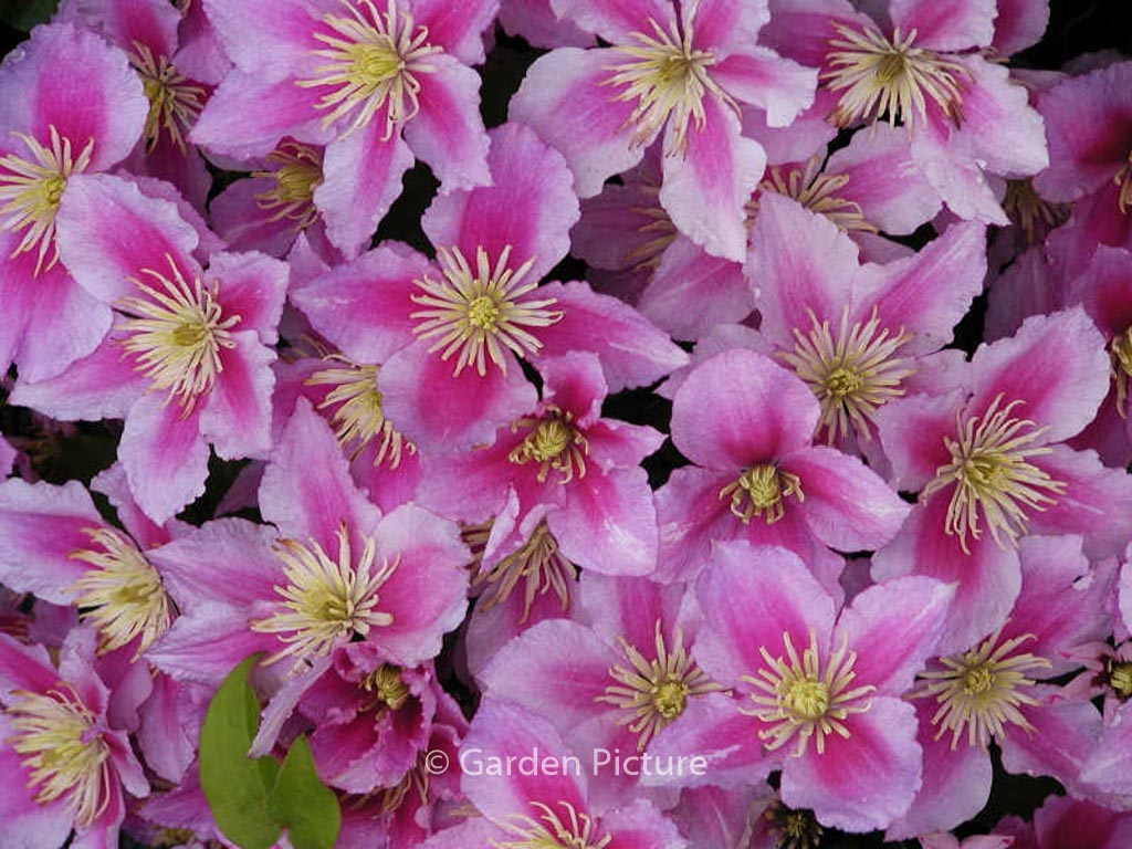 Clematis 'Piilu'