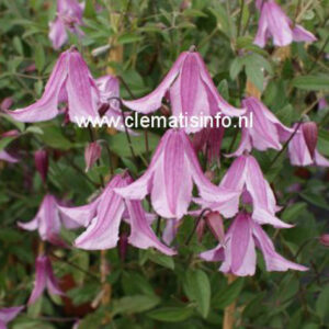 Clematis 'Pink Delight'