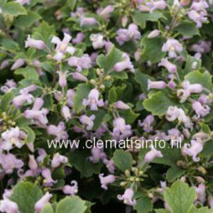 Clematis 'Pink Dwarf'