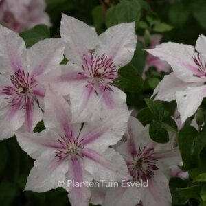 Clematis 'Pink Fantasy'