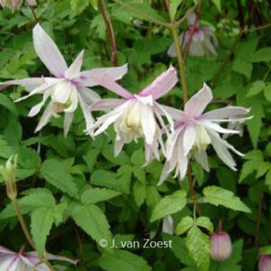 Clematis 'Pink Princess'