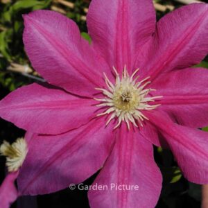 Clematis 'Poulvo' (VINO)