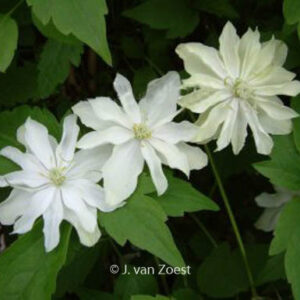 Clematis 'Primrose Star'
