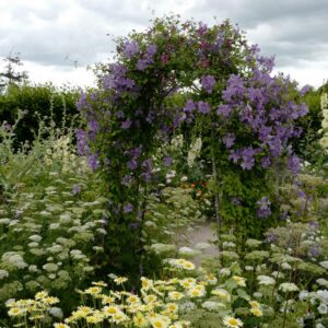 Clematis 'Prince Charles'