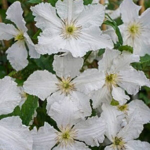 Clematis 'Prince George'