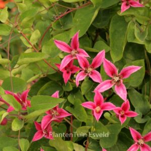 Clematis 'Princess Diana'