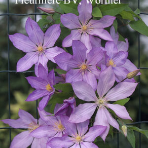 Clematis 'Proteus'