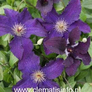 Clematis 'Rasputin'