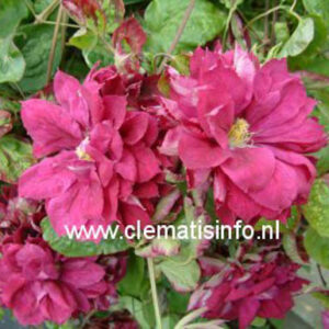 Clematis 'Red Star'