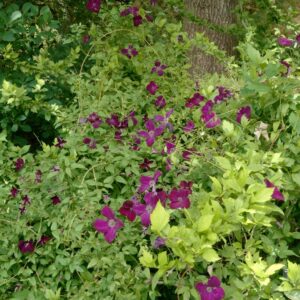 Clematis 'Royal Velours'