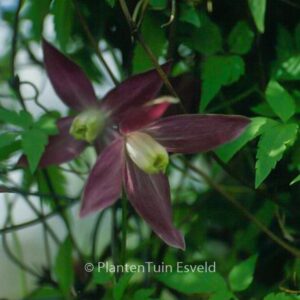 Clematis 'Ruby'