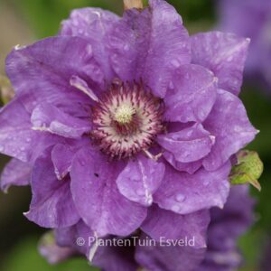 Clematis 'Shin-shigyoku'